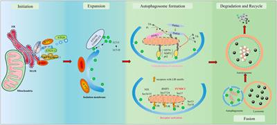 FUNDC1: A Promising Mitophagy Regulator at the Mitochondria-Associated Membrane for Cardiovascular Diseases